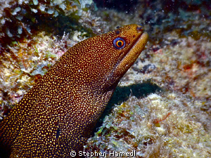 Golden Moray by Stephen Hamedl 